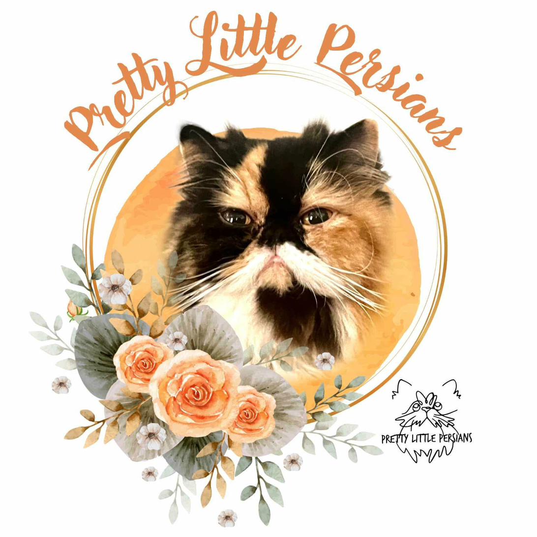 Pretty Lil Persians — CFA registered Persian cat breeder in Brookhaven, Mississippi